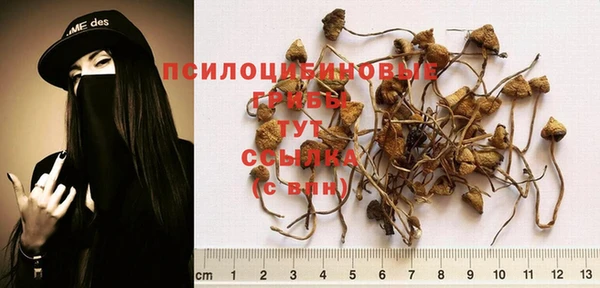 крисы Белокуриха